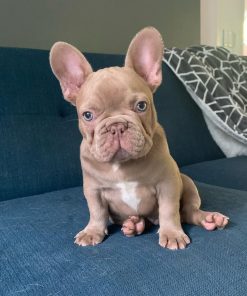 Mike – New Shade Isabella Male French Bulldog