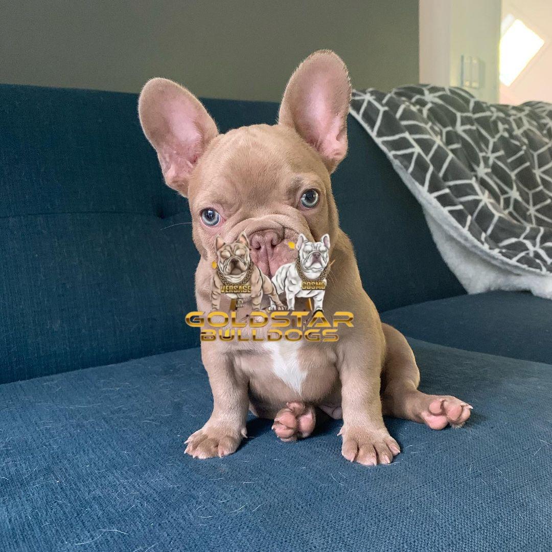 Mike – New Shade Isabella Male French Bulldog