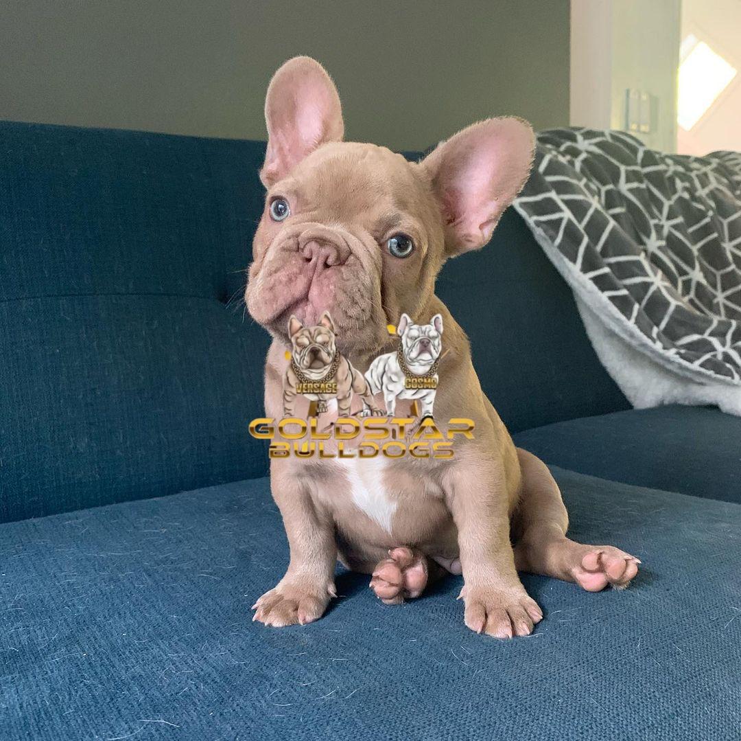 Mike – New Shade Isabella Male French Bulldog - Image 2