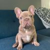Mike – New Shade Isabella Male French Bulldog