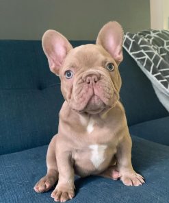 Mike – New Shade Isabella Male French Bulldog