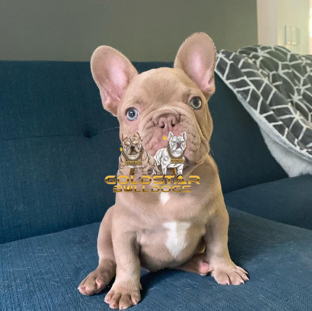 Mike – New Shade Isabella Male French Bulldog