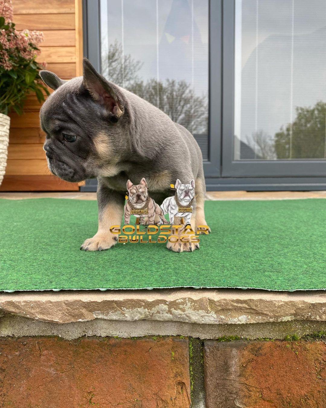 Max – Blue and Tan Male French Bulldog - Image 3