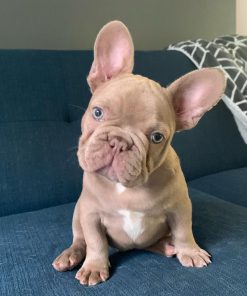 Mike – New Shade Isabella Male French Bulldog