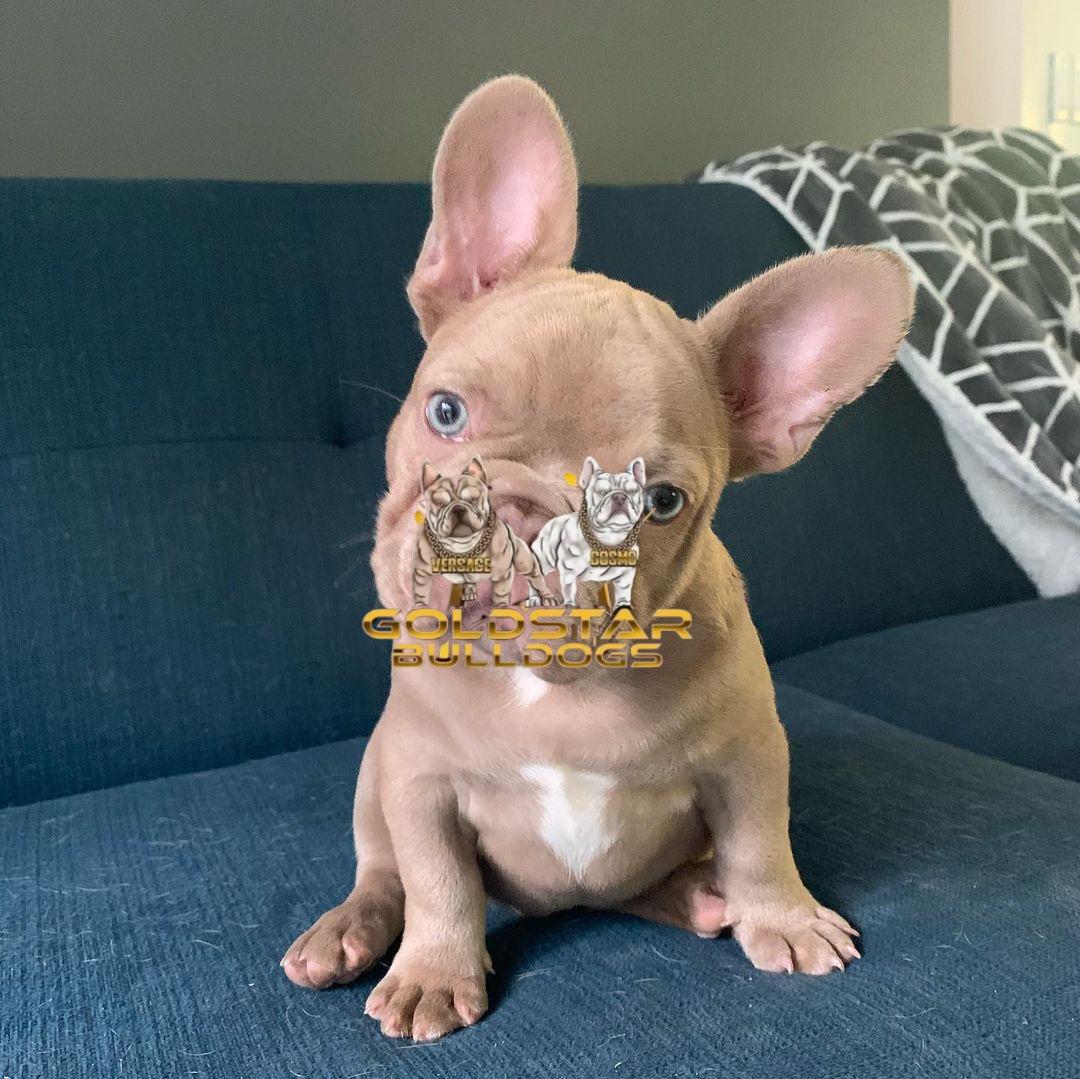 Mike – New Shade Isabella Male French Bulldog