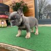 Max – Blue and Tan Male French Bulldog