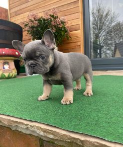 Max – Blue and Tan Male French Bulldog