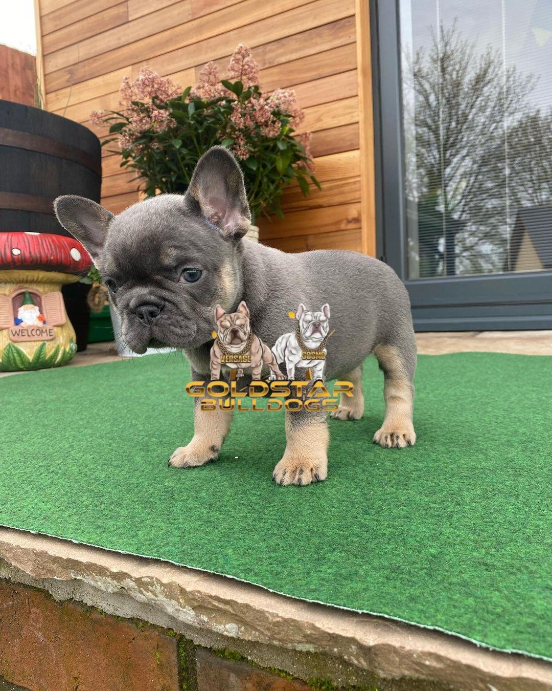 Max – Blue and Tan Male French Bulldog