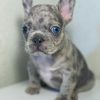 Tracy – Female French Bulldog with a Rare Blue Merle Coat