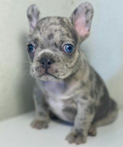 Tracy – Female French Bulldog with a Rare Blue Merle Coat