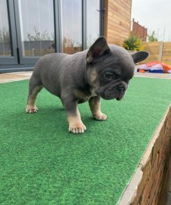 Max – Blue and Tan Male French Bulldog