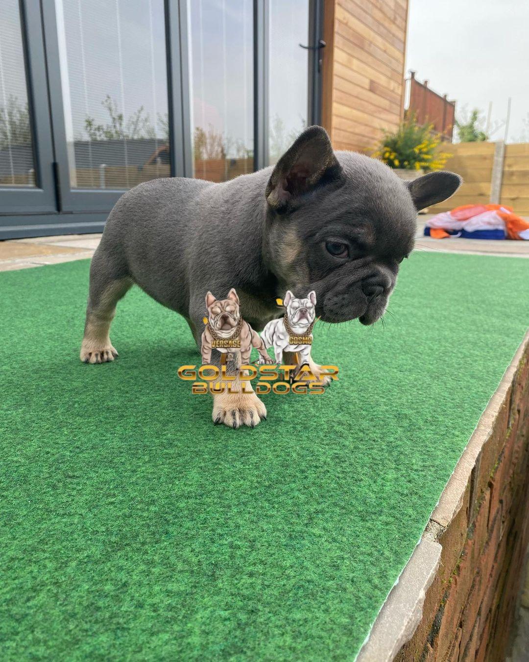 Max – Blue and Tan Male French Bulldog