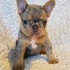 Shawn – Male French Bulldog in Choco and Tan Merle