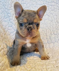 Shawn – Male French Bulldog in Choco and Tan Merle