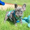 Lucy – Blue Female French Bulldog