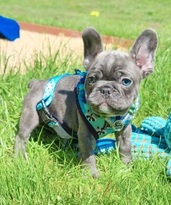 Lucy – Blue Female French Bulldog