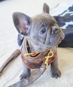 Lucy – Blue Female French Bulldog