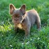 Zoe -New Shade Isabella French Bulldog