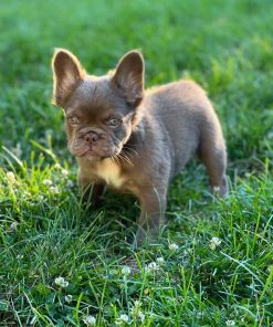 Zoe -New Shade Isabella French Bulldog