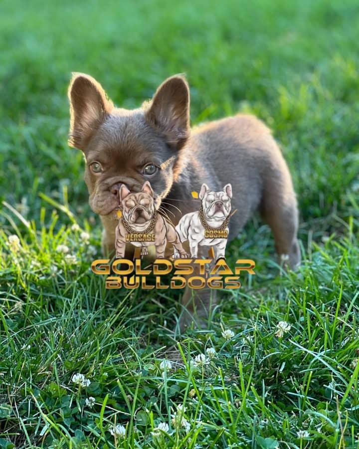 Zoe -New Shade Isabella French Bulldog