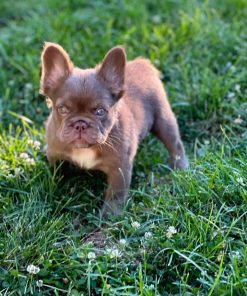 Zoe -New Shade Isabella French Bulldog