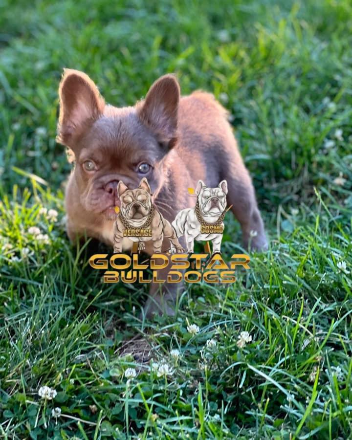 Zoe -New Shade Isabella French Bulldog