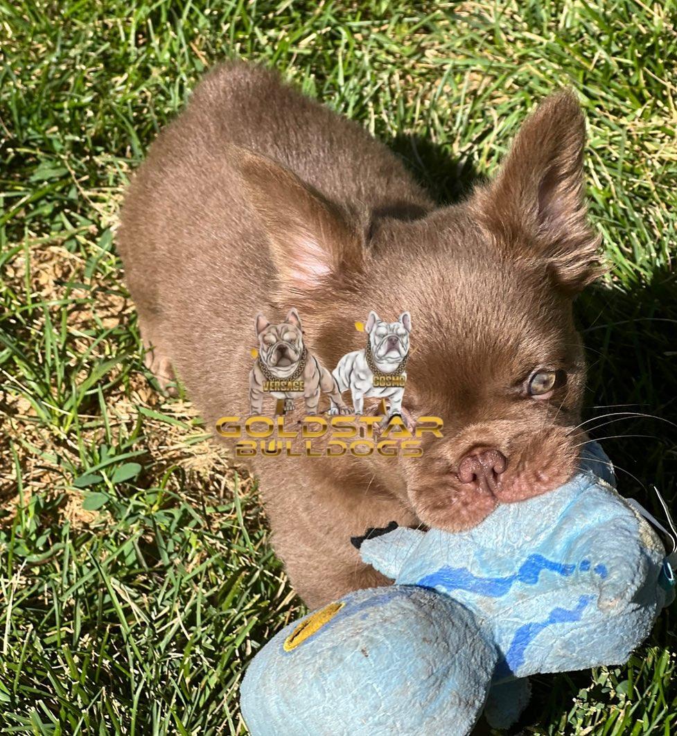 Zoe -New Shade Isabella French Bulldog - Image 3