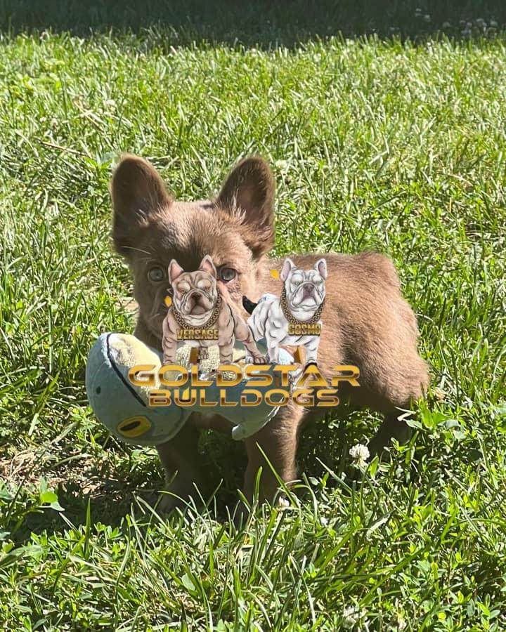Zoe -New Shade Isabella French Bulldog - Image 4