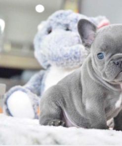 Available Puppies