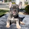 Robin - Lilac and Tan Male French Bulldog