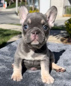 Robin - Lilac and Tan Male French Bulldog