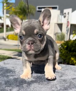 Robin - Lilac and Tan Male French Bulldog