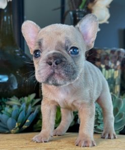 Benny – Blue Fawn Male French Bulldog