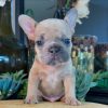 Benny – Blue Fawn Male French Bulldog