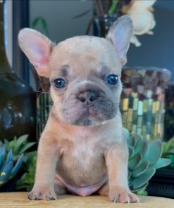 Benny – Blue Fawn Male French Bulldog