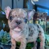 Liam – Blue Merle Male French Bulldog