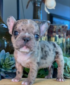 Liam – Blue Merle Male French Bulldog