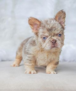 Myra – New Shade Isabella Merle Female French Bulldog