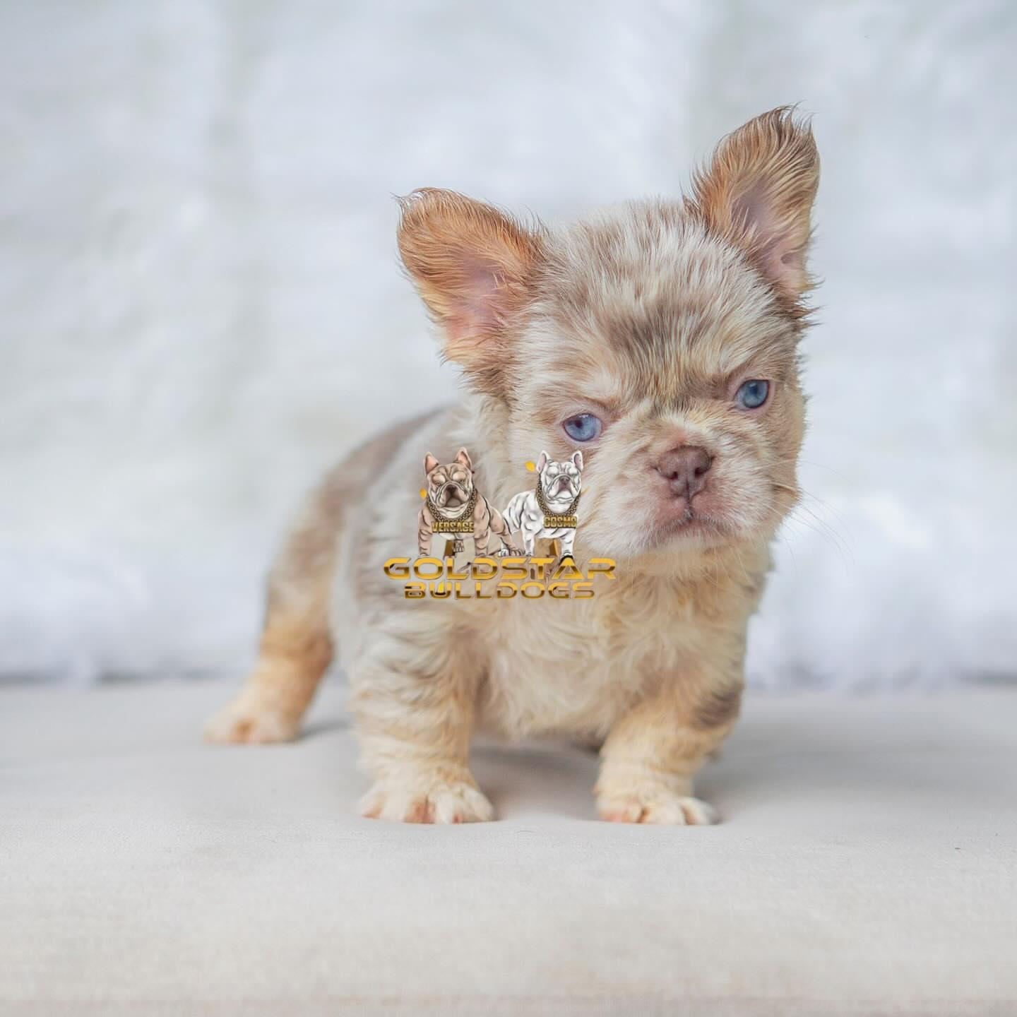 Myra – New Shade Isabella Merle Female French Bulldog