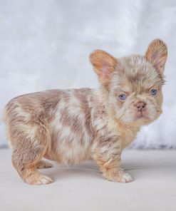 https://goldstarbulldog.com/