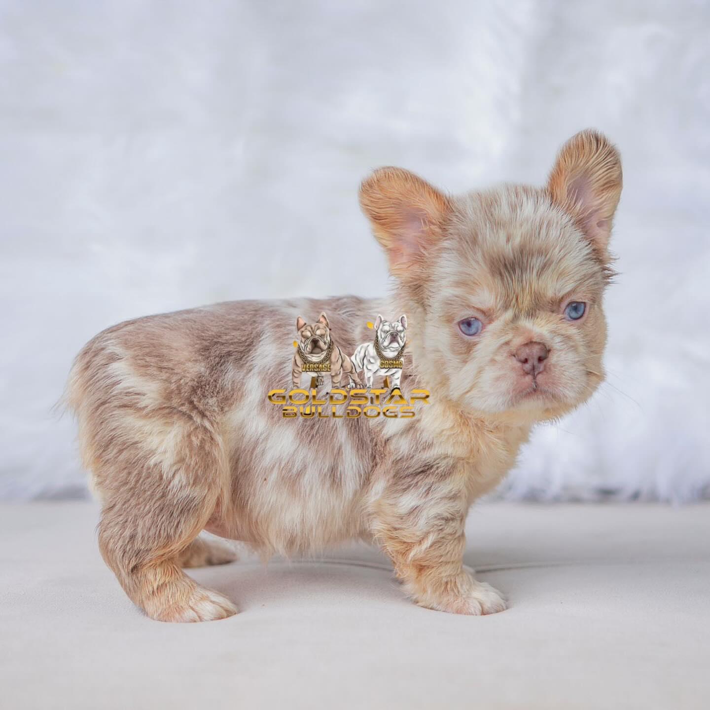 https://goldstarbulldog.com/