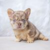 Myra – New Shade Isabella Merle Female French Bulldog