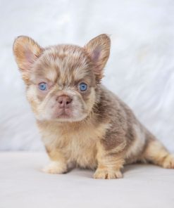 Myra – New Shade Isabella Merle Female French Bulldog