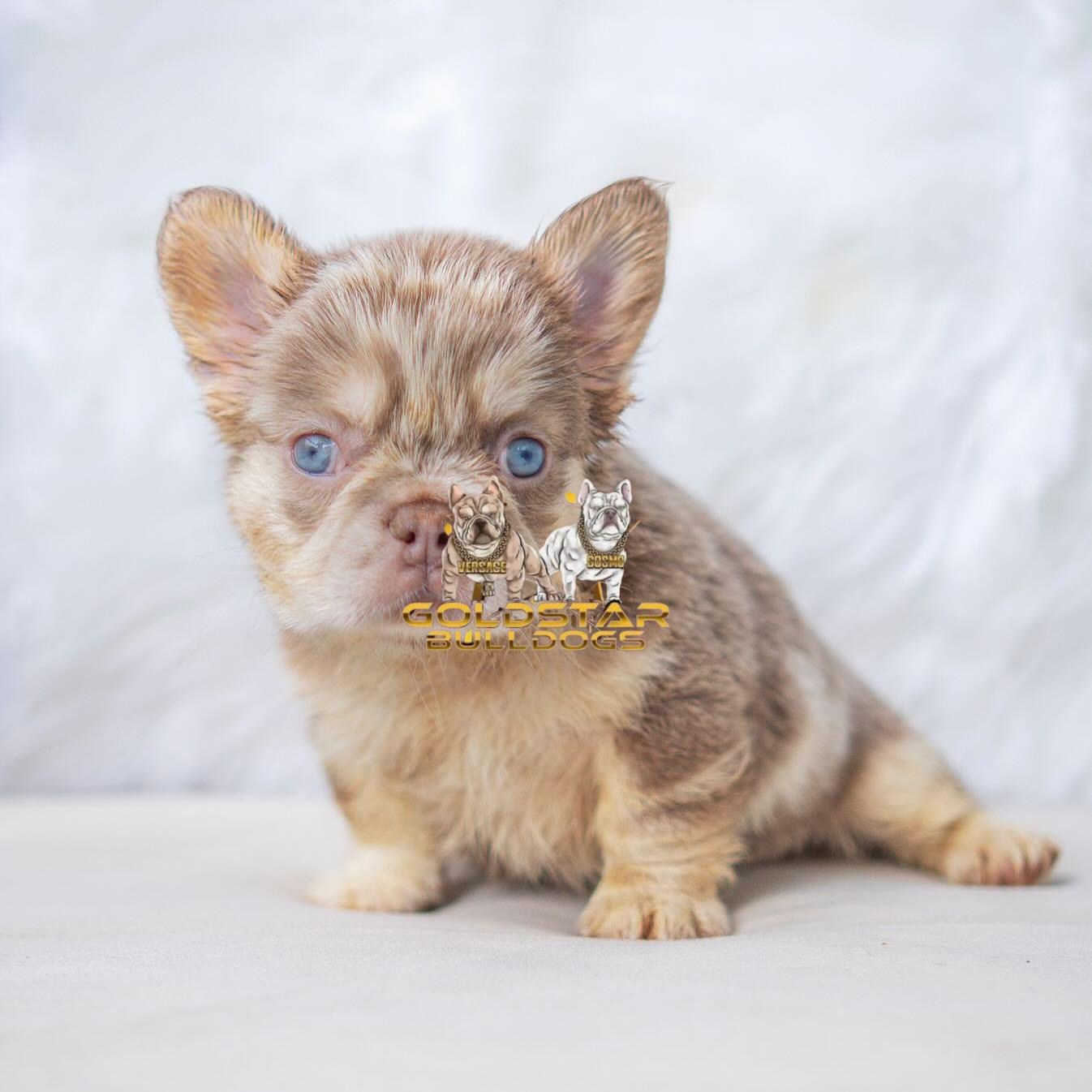 Myra – New Shade Isabella Merle Female French Bulldog