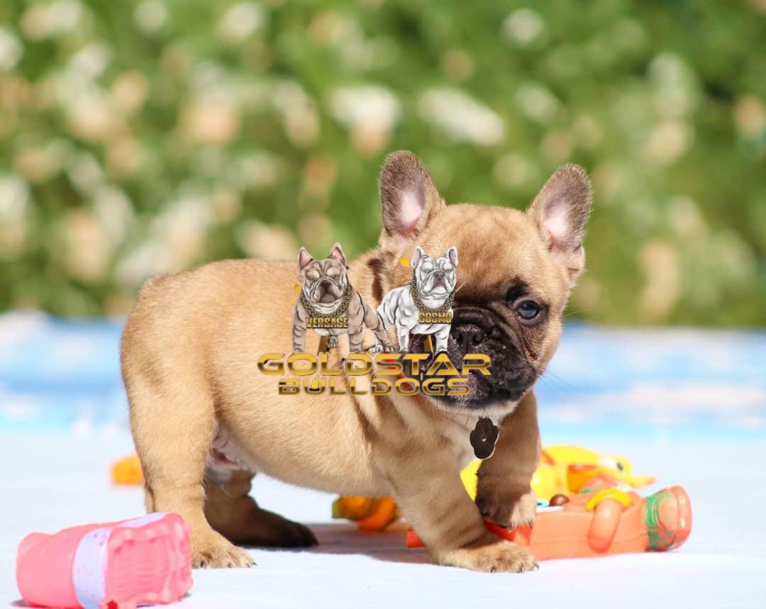 Ethan – Blue Fawn Male French Bulldog - Image 3