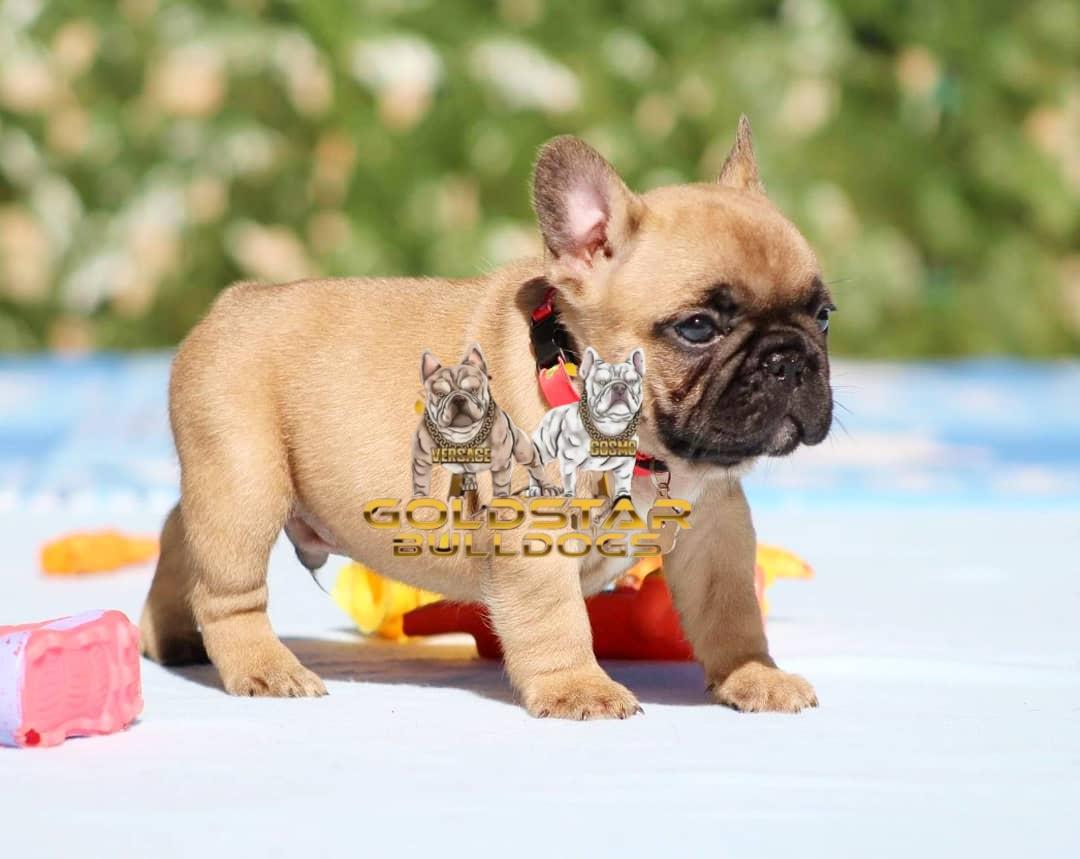 Ethan – Blue Fawn Male French Bulldog - Image 2