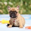Ethan – Blue Fawn Male French Bulldog
