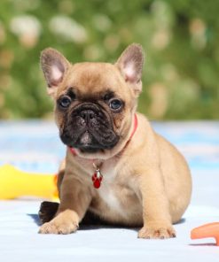 Ethan – Blue Fawn Male French Bulldog