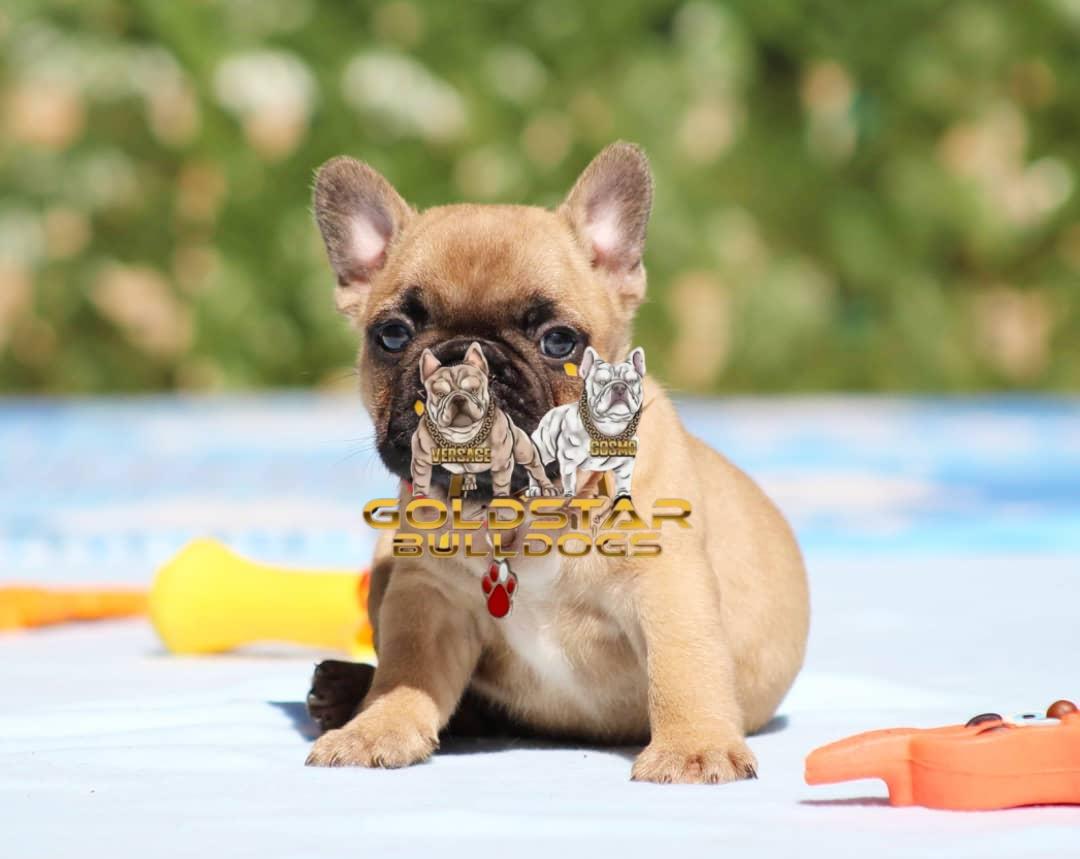Ethan – Blue Fawn Male French Bulldog