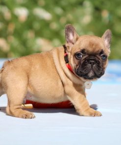 Ethan – Blue Fawn Male French Bulldog